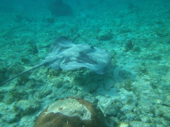Uma linda arraia manchada nada perto de Tobacco Caye, na grande barreira de corais de Belize